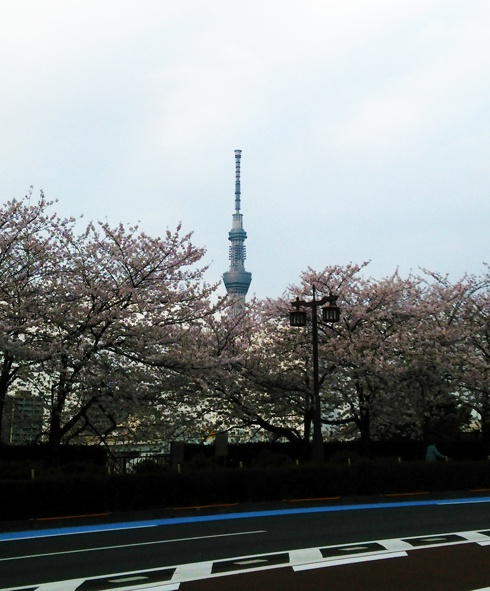 桜とツリー☆ 桜とツリー☆
