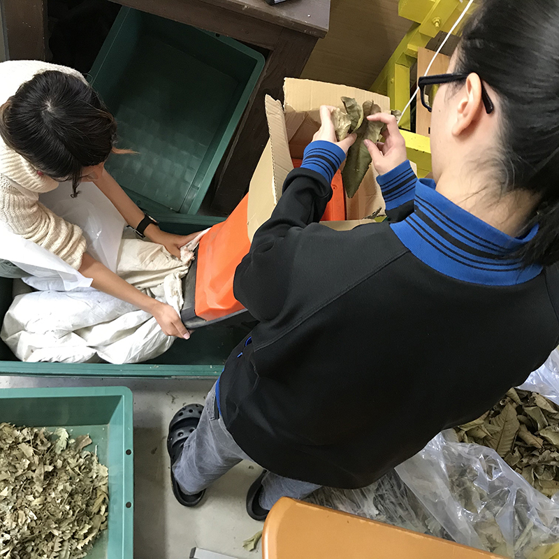 二人掛かりで染料作り☆ 二人掛かりで染料作り☆