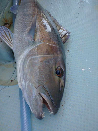 泳がせ釣り! 泳がせ釣り!