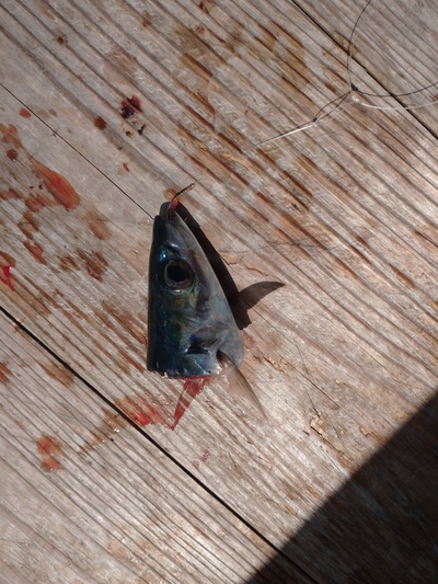 泳がせ釣り! 泳がせ釣り!