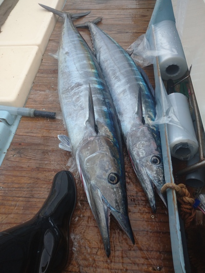泳がせ釣り! 泳がせ釣り!