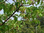 アガルイ的『桜』