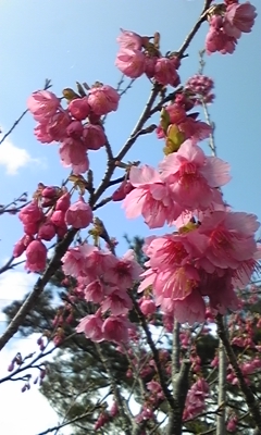 ぽっかぽか!