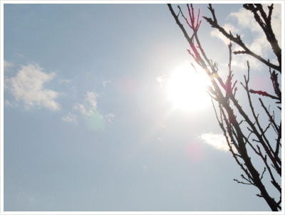 桜の枝と一緒に