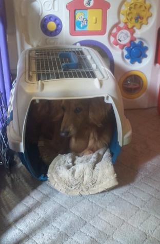 家族が増えました(ウソ)