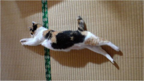 2/22は猫の日