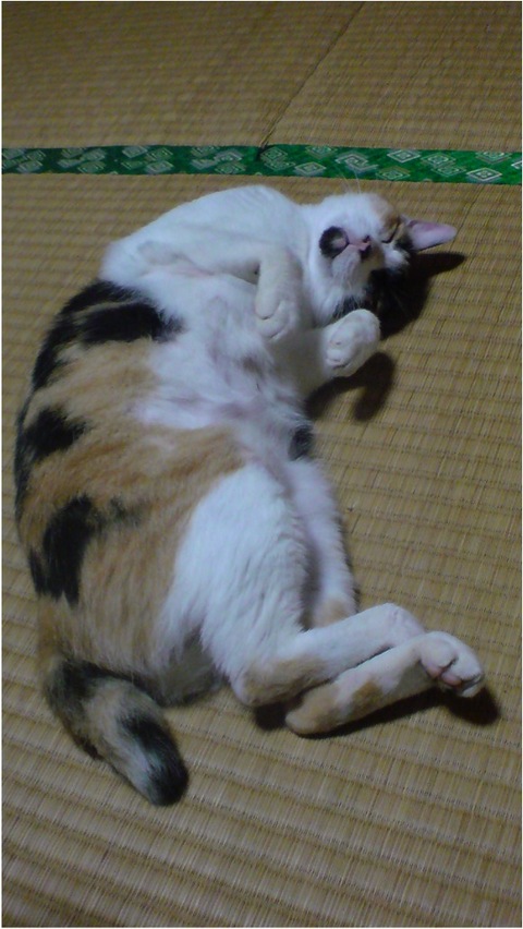 2/22は猫の日