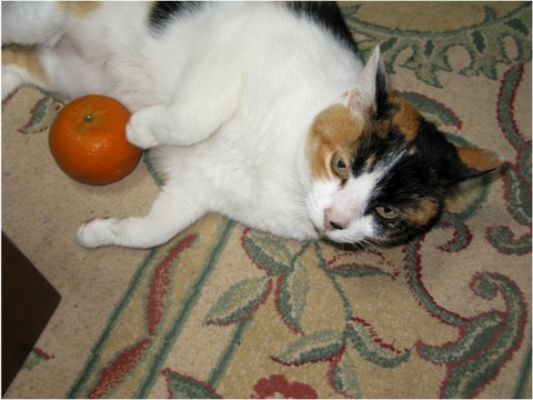 2/22は猫の日