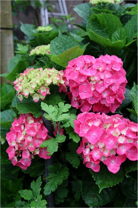 赤い紫陽花