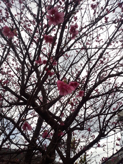 *sakura*sakura*