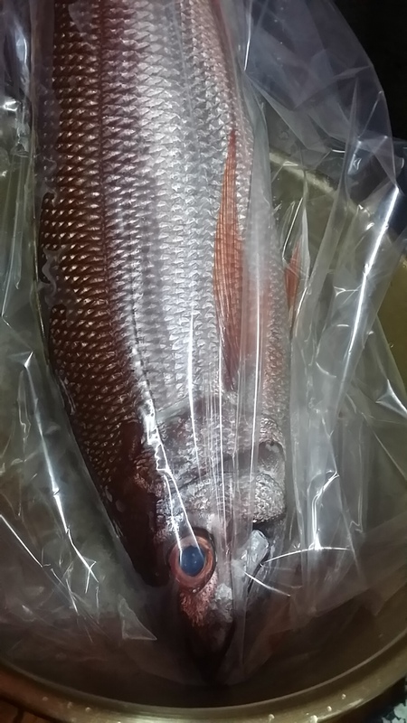bigな魚のpresent(*^ー^)ノ♪ bigな魚のpresent(*^ー^)ノ♪