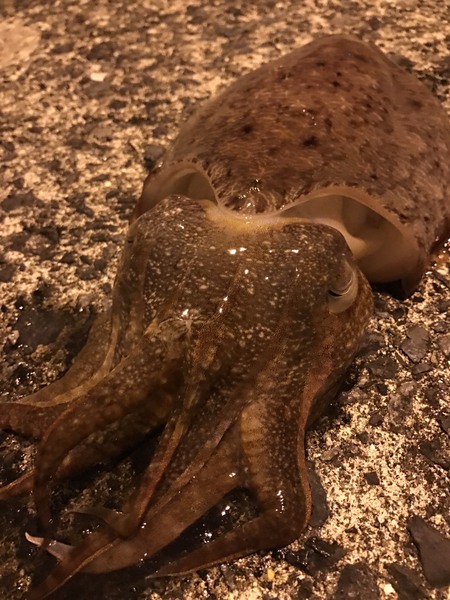お友達が釣った魚をBrunoaでイカづくし✨ お友達が釣った魚をBrunoaでイカづくし✨