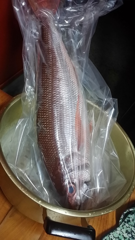 bigな魚のpresent(*^ー^)ノ♪ bigな魚のpresent(*^ー^)ノ♪