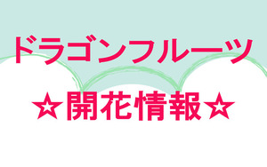 ☆開花情報☆