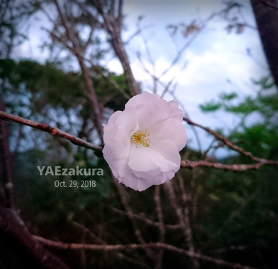 八重桜？島にあるなんて・・・。