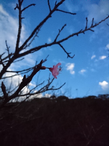 高知山で狂い咲きｗ