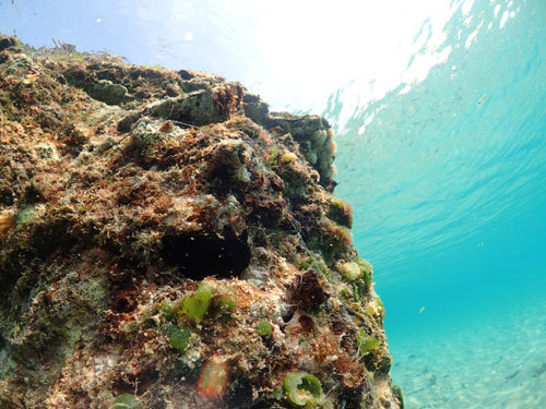 海の宝石。。。 海の宝石。。。