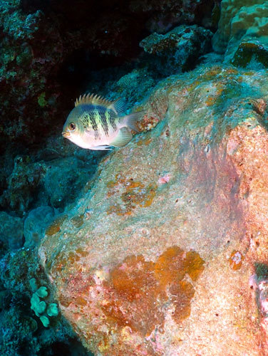 群れ群れ~!!魚の群れって楽しい! 群れ群れ~!!魚の群れって楽しい!