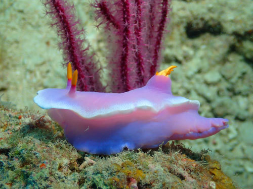 群れ群れ~!!魚の群れって楽しい! 群れ群れ~!!魚の群れって楽しい!
