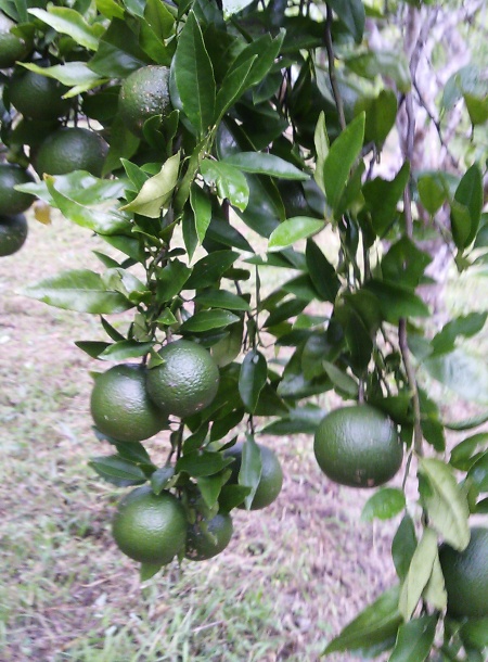 タンカン摘果