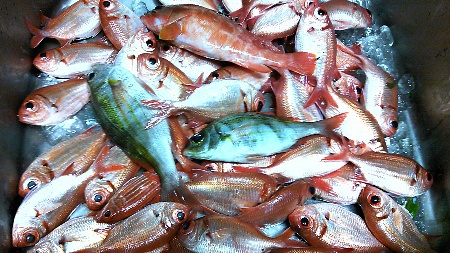 今夜の釣果 今夜の釣果
