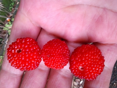 花、花火 花、花火