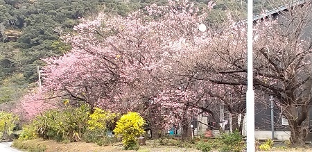 サクラ始まります サクラ始まります
