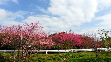 メジロと緋寒桜 メジロと緋寒桜