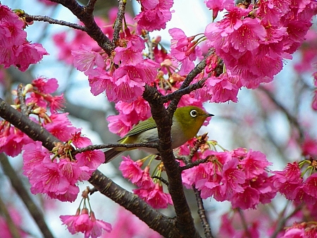 メジロと緋寒桜 メジロと緋寒桜