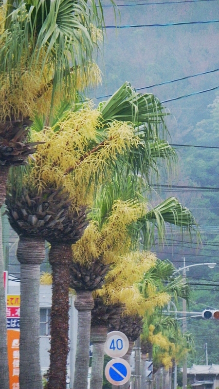 花、花火 花、花火