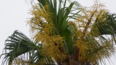 花、花火 花、花火