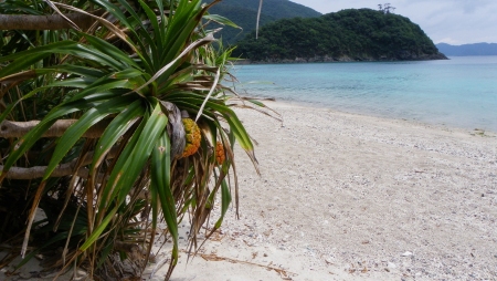 今日も西古見へ 今日も西古見へ