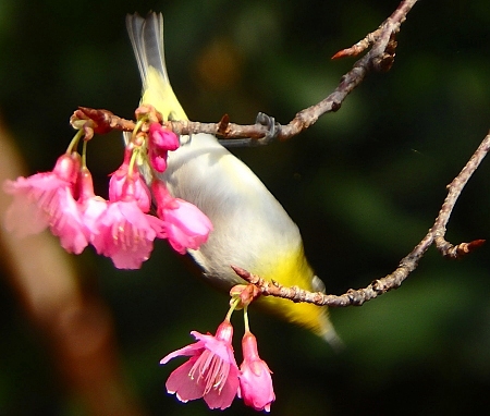 メジロと緋寒桜 メジロと緋寒桜