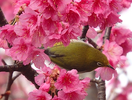 メジロと緋寒桜 メジロと緋寒桜
