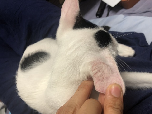 子猫の真菌 子猫の真菌