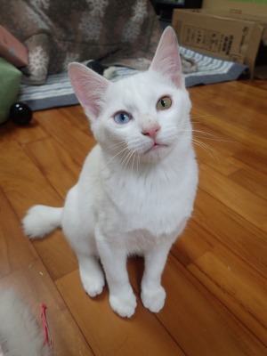 手術受け入れ可能です! 手術受け入れ可能です!