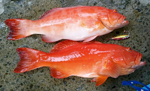 福祉の給食費を値上げしないで! 福祉の給食費を値上げしないで!