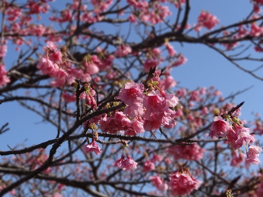 桜の季節になりました！