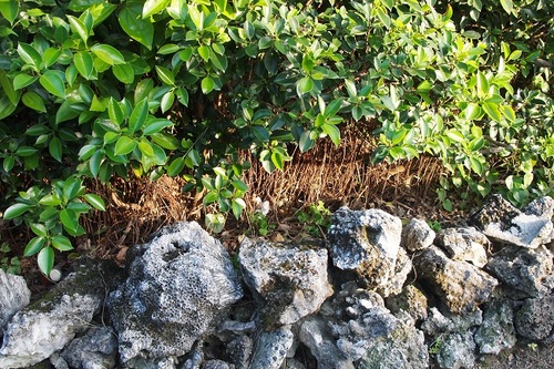 珊瑚の石垣