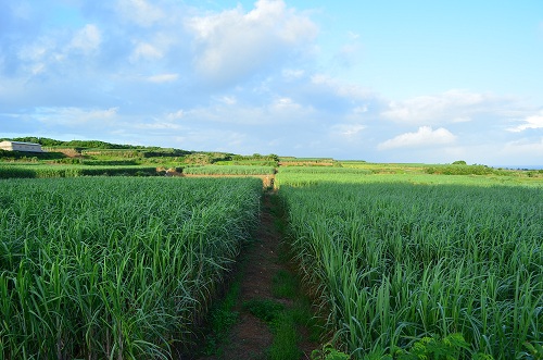 夏のサトウキビ畑
