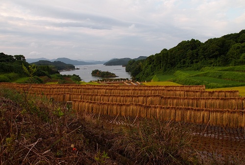 ゴマを干してある風景 ~阿伝・荒木~