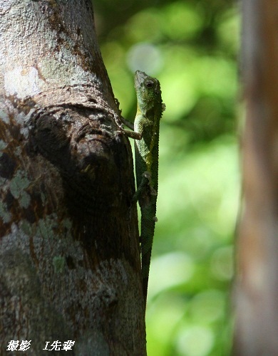 キノボリトカゲと旅先で出会った生き物