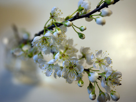 すももの花
