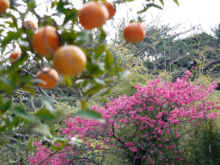 たんかんと桜