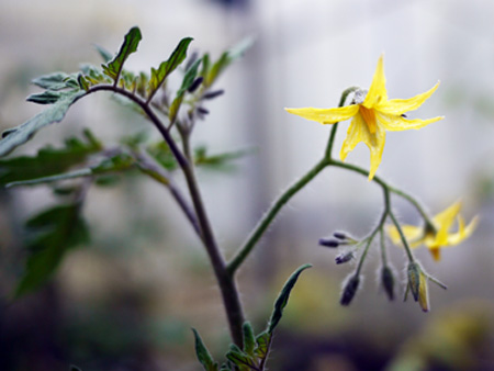 トマトの花