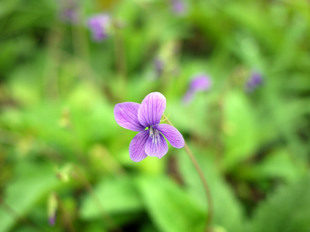 菫