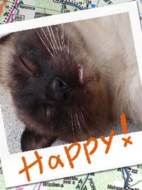 Happy (^_-)-☆