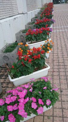 ☆花 ☆花