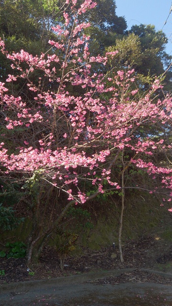 ☆緋寒桜 ☆緋寒桜