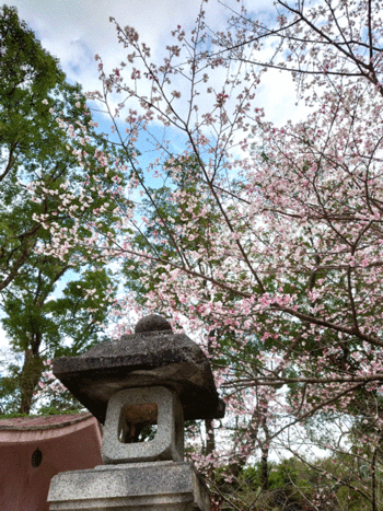 ☆神社から(^^♪ ☆神社から(^^♪